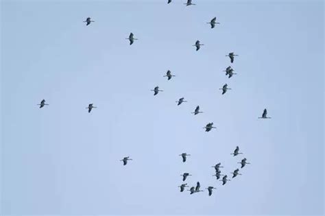 what is trut|'Unbelievably rare' sighting of 70 white storks a 'true .